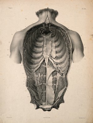 view Dissection of the human trunk, showing the dorsal rami of spinal nerves. Lithograph by Léveillé, after N.H Jacob, 1831/1854.