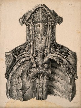 Lymphatic vessels and glands of the human neck and thorax. Lithograph by N.H. Jacob, 1831/1854.