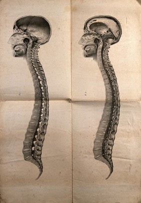 Cranium and vertebral column: two cross-sections. Lithograph by N.H Jacob, 1831/1854(?).