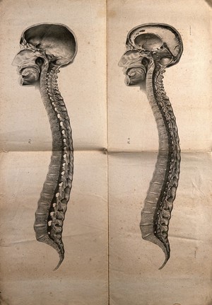 view Cranium and vertebral column: two cross-sections. Lithograph by N.H Jacob, 1831/1854(?).