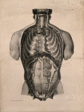 Thorax and abdomen: superficial dissection. Lithograph by N.H Jacob, 1831/1854(?).