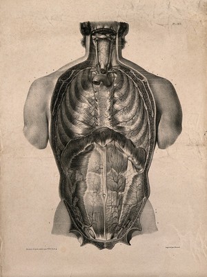 view Thorax and abdomen: superficial dissection. Lithograph by N.H Jacob, 1831/1854(?).