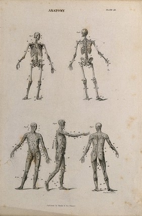 Two skeletons and three écorché figures. Engraving by Gray & Son, after Albinus, 1830/1850 (?).