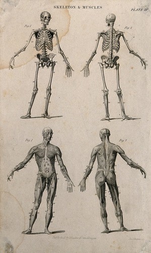 view Two skeletons and two écorché figures. Engraving by J. Johnstone, after Albinus, 1830/1850 (?).