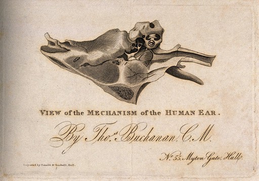 Mechanism of the inner ear. Engraving by Consitt & Goodwill, after T. Buchanan, 1823/1848 (?).