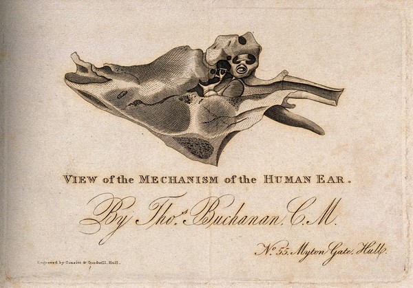 Mechanism of the inner ear. Engraving by Consitt & Goodwill, after T. Buchanan, 1823/1848 (?).