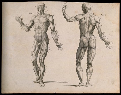 Two écorché figures, front and back views. Line engraving by Kirkwood & Sons, 1790/1810(?).