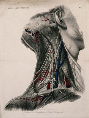 view Neck and head: dissection, with the blood-vessels and nerves of the occipito-clavicular region indicated in red and blue. Coloured line engraving by Duriez, under the direction of J. Lebaudy, 1833/1852(?).