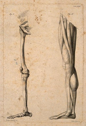 view Lower limb: two figures, showing the bones and muscles of the leg. Line engraving by A. Gajani after G. Guizzardi, 1814.