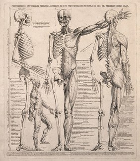 Skeletons and écorché figures in various positions, with proportions marked. Line engraving by G.F. Ferrero, 1845.