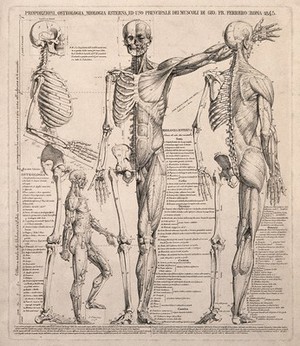 view Skeletons and écorché figures in various positions, with proportions marked. Line engraving by G.F. Ferrero, 1845.