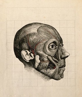 Écorché head of a man, subcutaneous level, seen in profile, with blood vessels indicated in blue and red. Etching with watercolour by A. von Perger, ca. 1850.