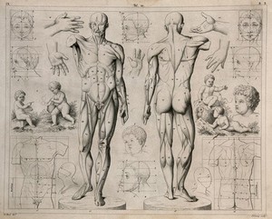 view Artistic anatomy: twenty figures illustrating the proportions of the human body, including two écorché figures, small children, human hands, torsoes and faces. Line engraving by Feldweg under the direction of J.G. Heck, 1830/1845.