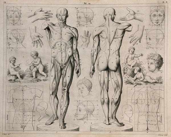 Artistic anatomy: twenty figures illustrating the proportions of the human body, including two écorché figures, small children, human hands, torsoes and faces. Line engraving by Feldweg under the direction of J.G. Heck, 1830/1845.