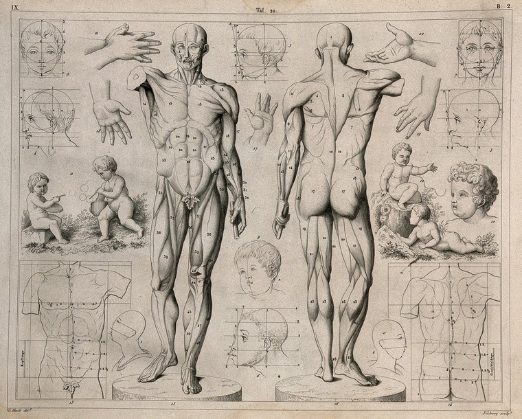 Artistic anatomy: twenty figures illustrating the proportions of