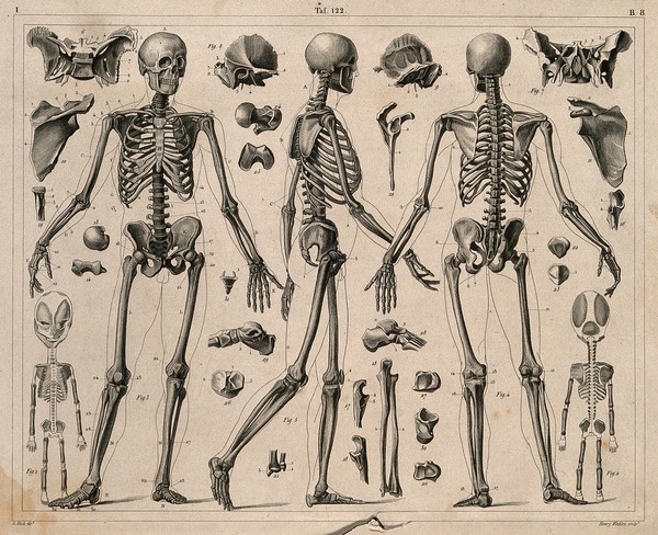Skeletons and bones, including the skeleton of a foetus (?). Line engraving by H. Winkles under the direction of J.G. Heck, 1830/1845.