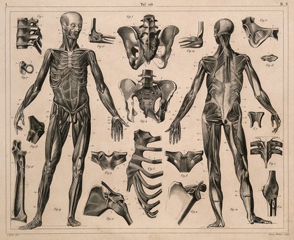 Two écorché figures, with details of miscellaneous bones and muscles: twenty figures. Line engraving by H. Winkles under the direction of J.G. Heck, 1830/1845.