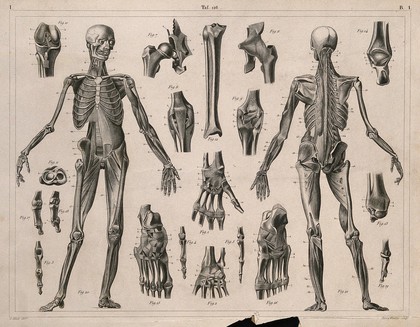 Two écorché figures, with details of miscellaneous bones and muscles: twenty-one figures. Line engraving by H. Winkles under the direction of J.G. Heck, 1830/1845.