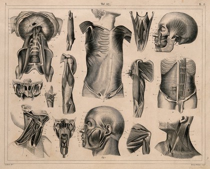 Écorché figures, with details of miscellaneous bones and muscles: fourteen figures. Line engraving by H. Winkles under the direction of J.G. Heck, 1830/1845.