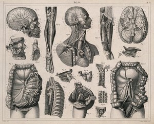 view Anatomy: seventeen figures, including dissections illustrating the blood-vessels, brain and viscera. Line engraving by H. Winkles under the direction of J.G. Heck, 1830/1845.