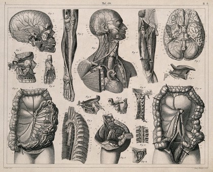 Anatomy: seventeen figures, including dissections illustrating the blood-vessels, brain and viscera. Line engraving by H. Winkles under the direction of J.G. Heck, 1830/1845.