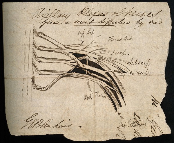 Axillary plexus of nerves. Pen and ink sketch by G.E. Blenkins, 18--.