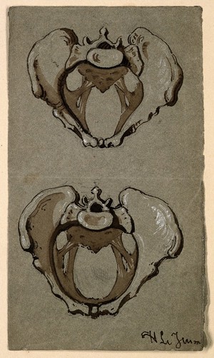 view Human pelvis: two figures. Ink and watercolour, by H. Le Jeune, 18--.