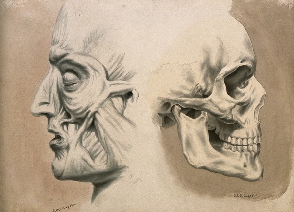 Two figures of the human head in profile: (left) écorché, (right) skull. Ink and sepia wash painting by A.V.A., 1860.