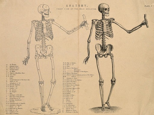 Skeleton