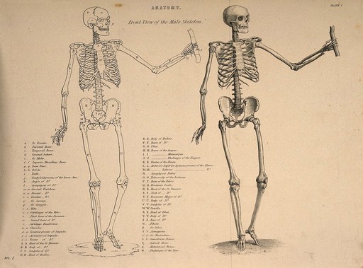 Skeleton