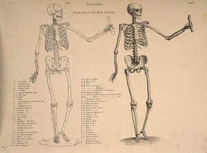 view Male skeleton seen from the front, with left arm extended: two figures (one an outline drawing). Line engraving, ca. 1850.