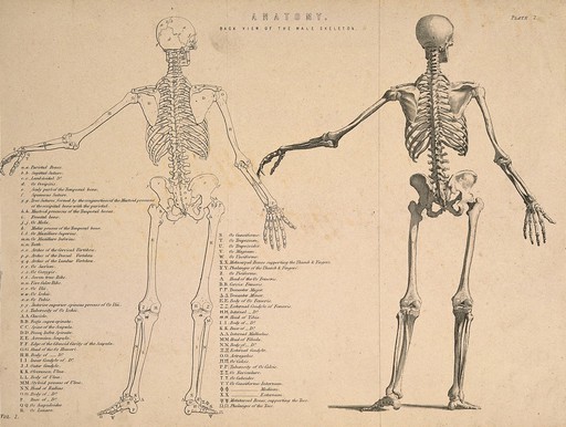 Skeleton