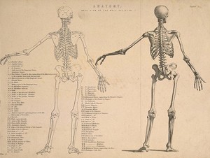 view Male skeleton seen from behind, with left arm extended: two figures (one an outline drawing). Line engraving, ca. 1850.