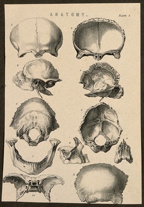 Bones of the skull: eleven figures. Line engraving, ca. 1850.