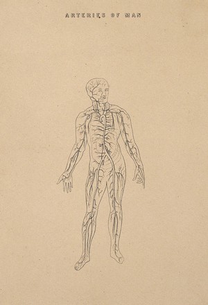 view The arterial system: illustration of a human figure, showing the veins and arteries. Line engraving, ca. 1850.