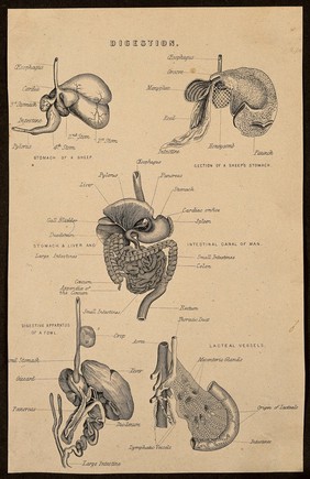 The digestive system: five figures, including the stomach of a sheep, the stomach, liver and intestinal canal of man, the digestive apparatus of a fowl and the lacteal vessels. Line engraving, ca. 1850.