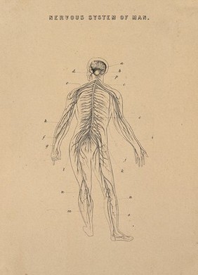 The nervous system: illustration of a human figure seen from behind, showing the brain and the nerves of the body. Line engraving, ca. 1850.