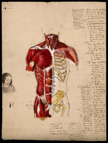 Dissection of the trunk: front view, showing the bones and muscles, with a small sketch of a woman's face. Ink and watercolour with laminated flaps, 18--.