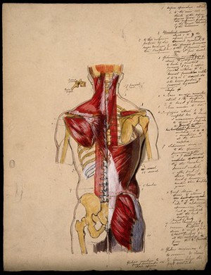 view Dissection of the trunk: back view, showing the bones and muscles, with a detail of a vertebra. Ink and watercolour with laminated flaps, 18--.