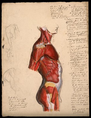 view Dissection of the trunk: side view, showing the bones and muscles, with small pencil sketches of a nude in various poses. Ink and watercolour with laminated flaps, 18--.