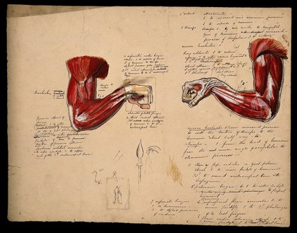 Muscles of the arm and hand: two figures, showing the arm bent at the elbow, with the fist clenched. Ink and watercolour with laminated flaps, 18--.