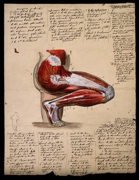 Muscles of the leg and foot: lateral view, with knee bent and foot flexed. Ink and watercolour, 18--.