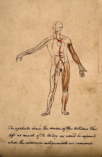 Arterial system in a man: figure with right arm raised. Ink and watercolour, 18-- (?).