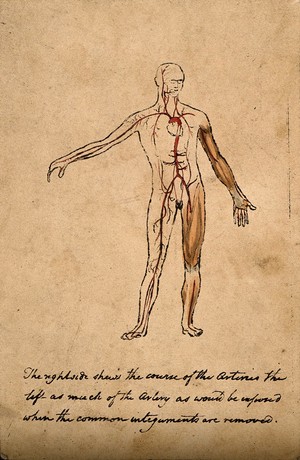 view Arterial system in a man: figure with right arm raised. Ink and watercolour, 18-- (?).