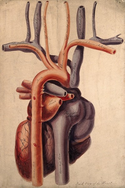 Dissected heart: back view. Watercolour, 18--?.