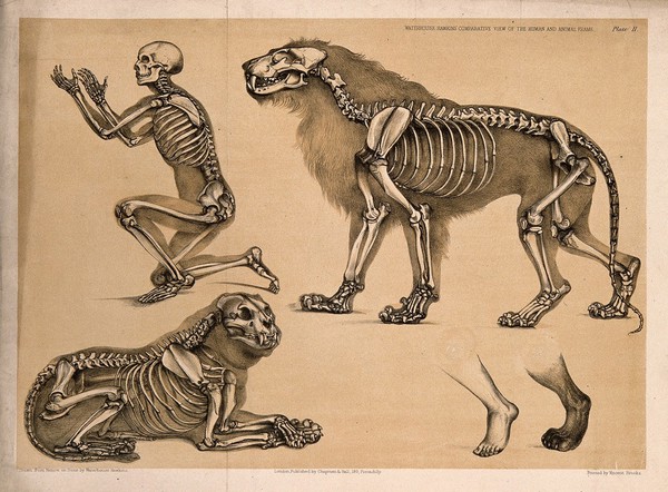 Skeleton of a man, with the those of a male and female lion: five figures, including a comparison between a human foot and that of a lion. Lithograph by B. Waterhouse Hawkins, 1860.