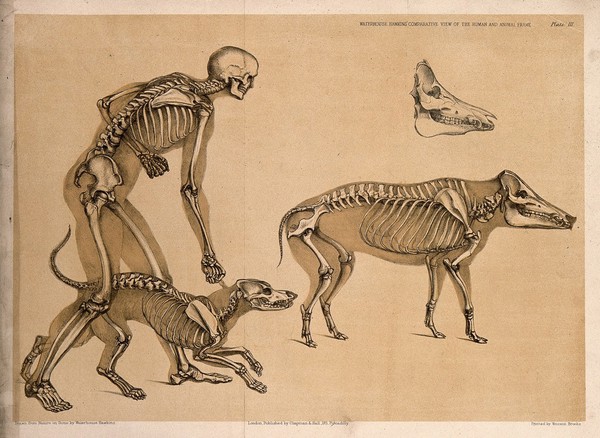 Skeleton of a man, with the those of a dog and a wild boar: four figures, including a detail of a wild boar. Lithograph by B. Waterhouse Hawkins, 1860.