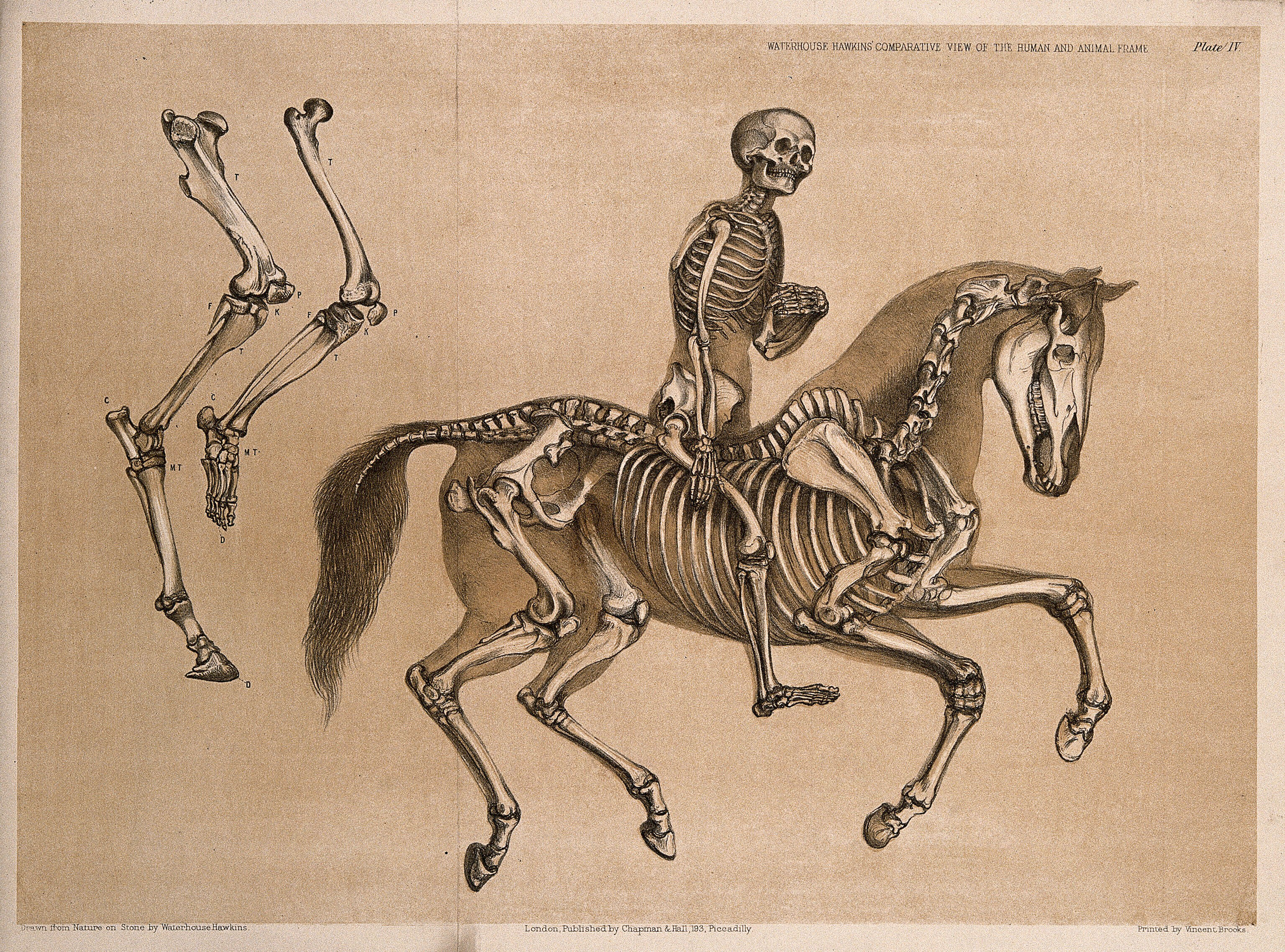 horse anatomy skeleton