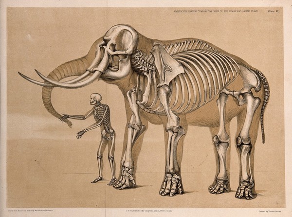 Skeleton of a man, with the skeleton of an elephant. Lithograph by B. Waterhouse Hawkins, 1860.
