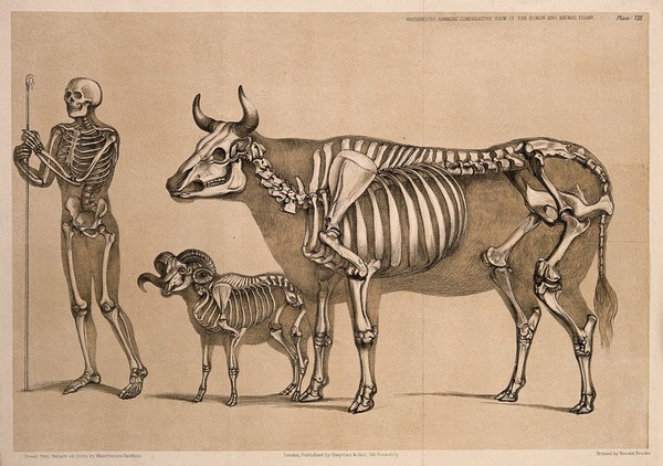 Skeleton of a man holding a shepherd's crook, standing beside the skeletons of a ram and a cow. Lithograph by B. Waterhouse Hawkins, 1860.